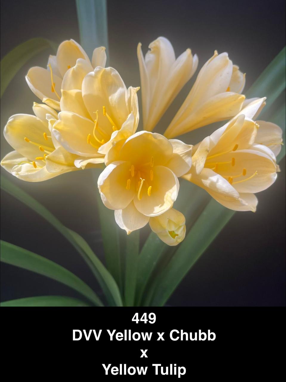 449 DVV yellow x Chubb X Yellow Tulip