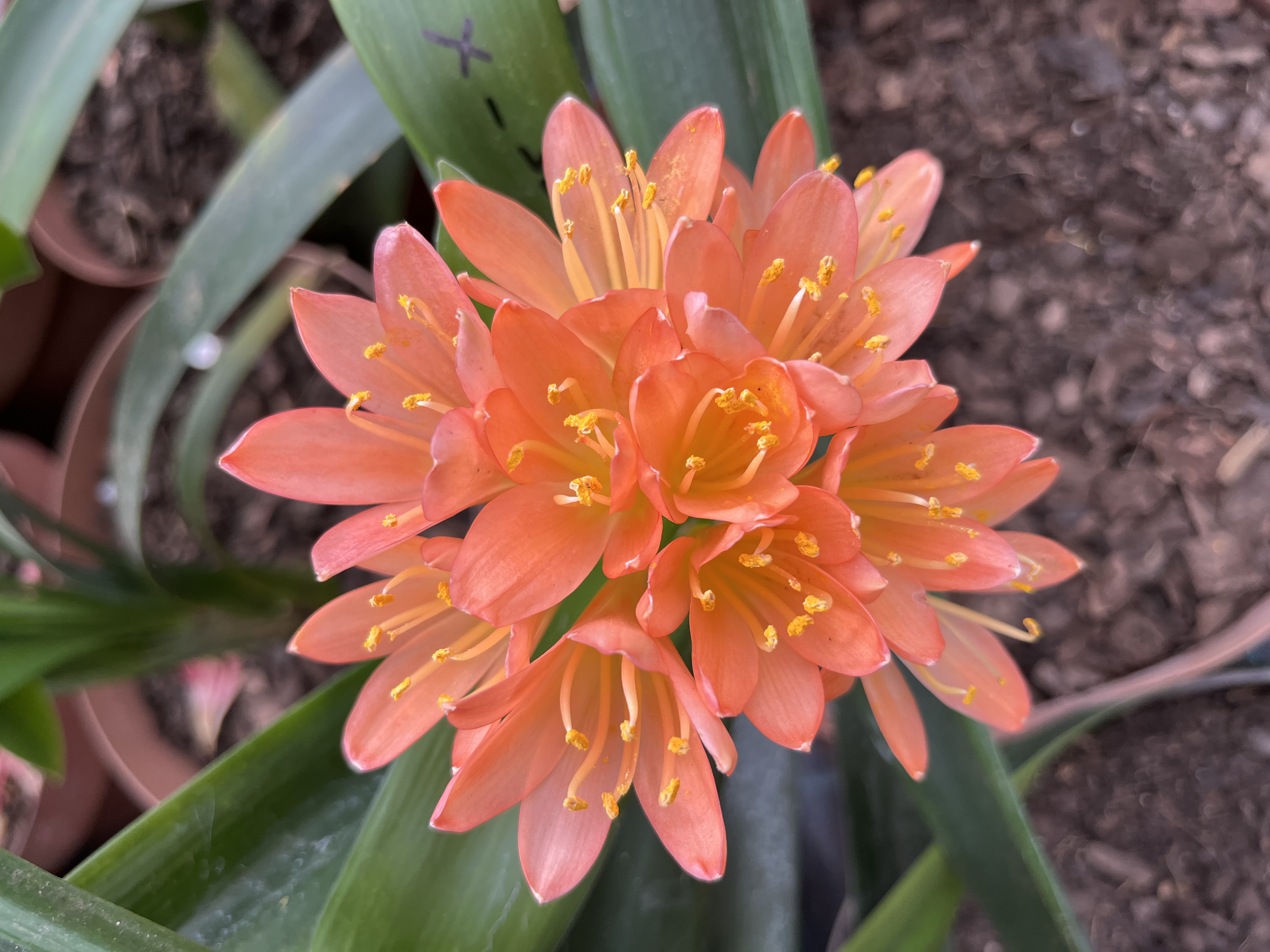 Pink Sovereign